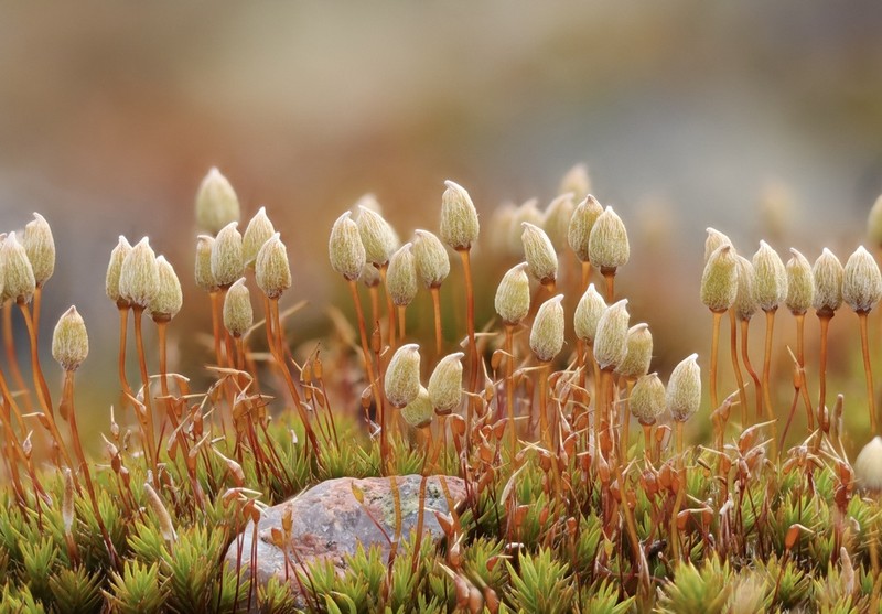 Polytrichum Moss