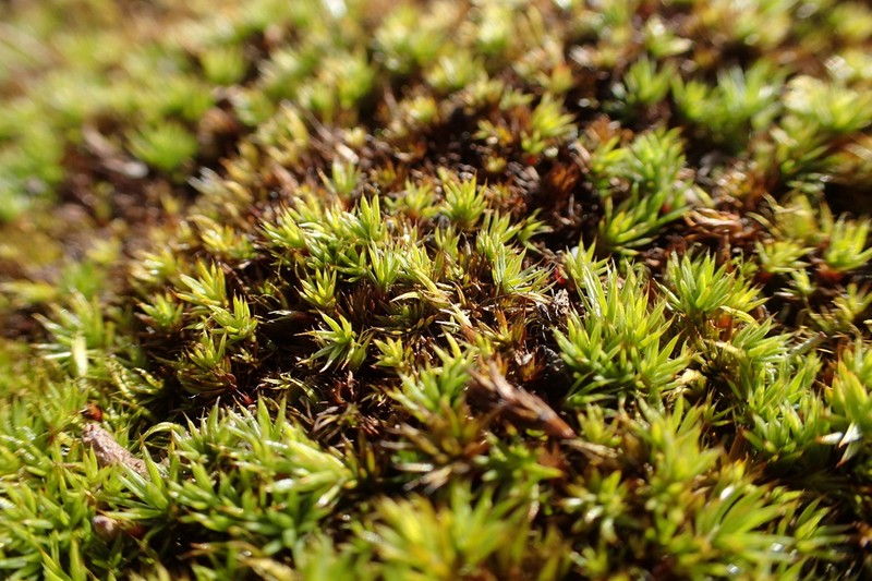 Polytrichum Moss photo 2