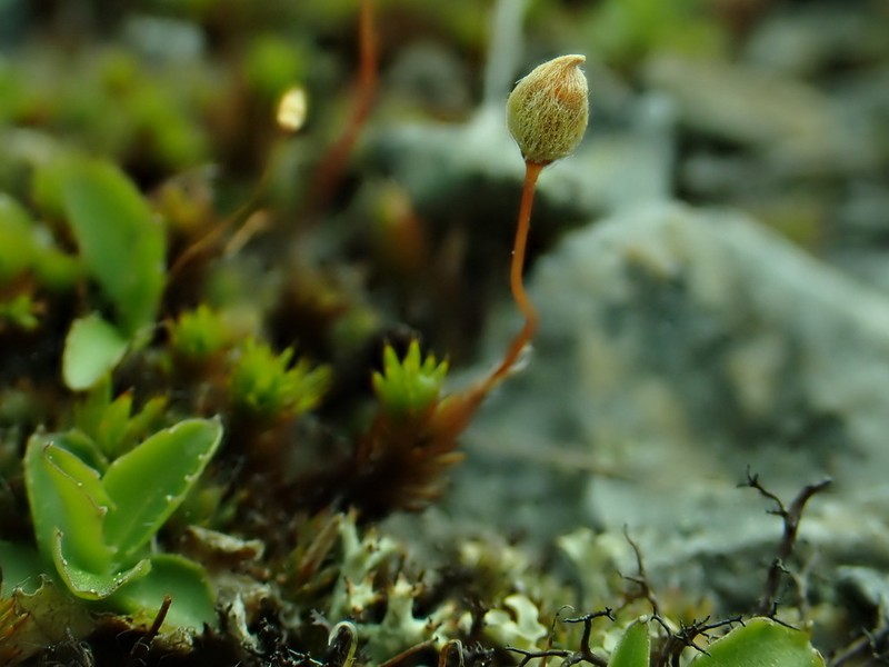 Polytrichum Moss photo 3