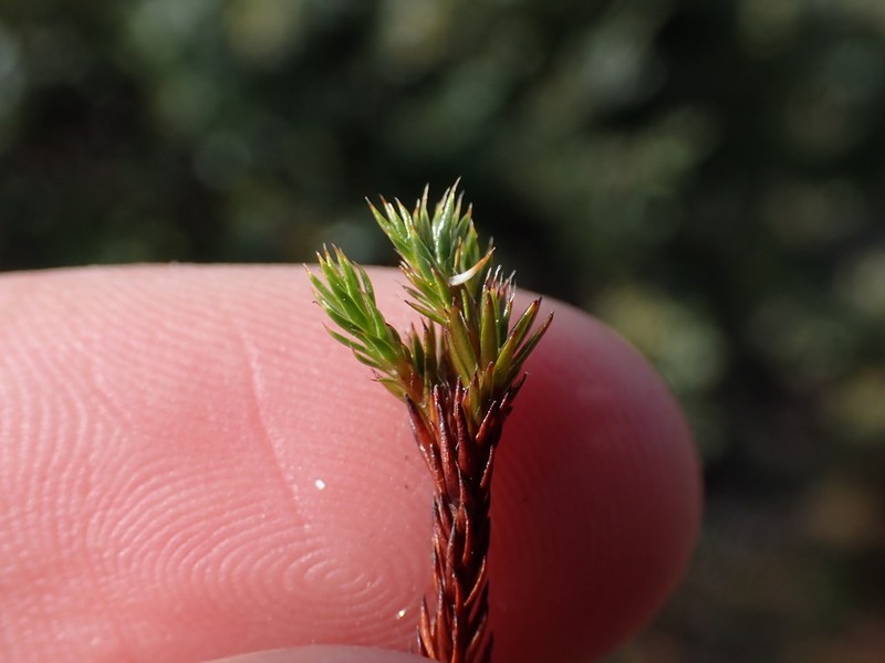Polytrichum Moss photo 4