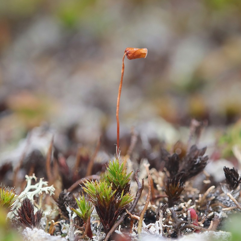 Polytrichum Moss photo 5