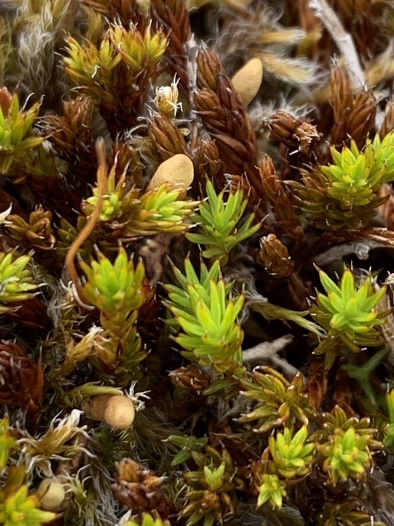 Polytrichum Moss photo 6