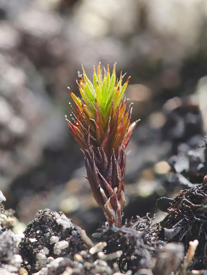 Polytrichum Moss photo 7
