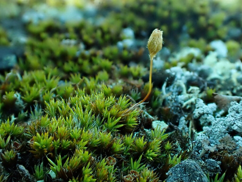 Polytrichum Moss photo 8