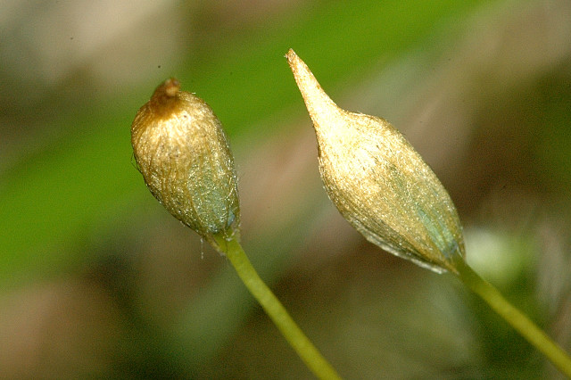 Juniper Polytrichum Moss photo 6