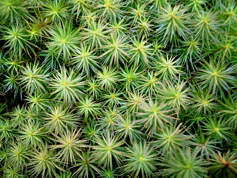 Juniper Polytrichum Moss photo 2