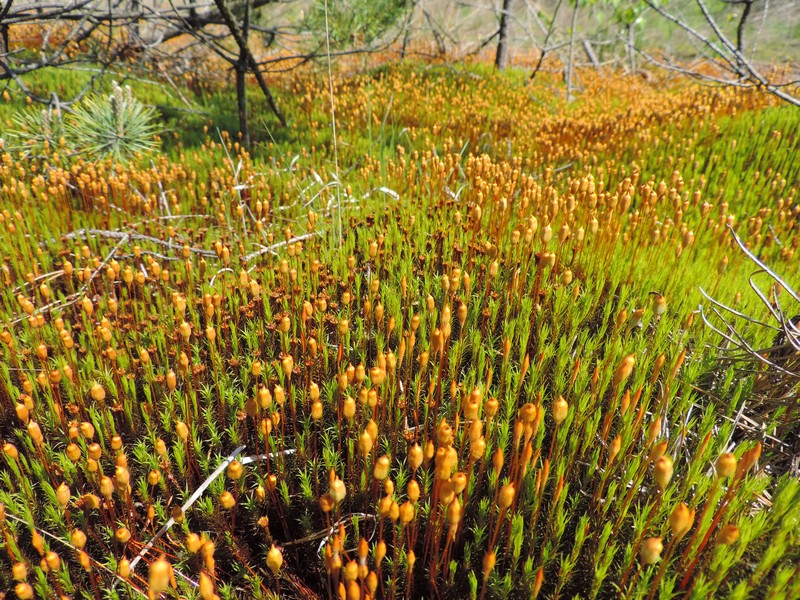 Juniper Polytrichum Moss photo 3