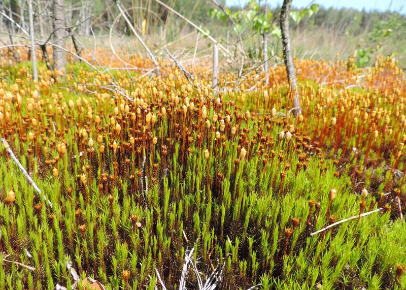 Juniper Polytrichum Moss photo 4