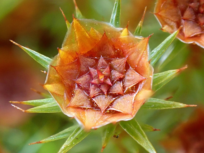 Juniper Polytrichum Moss photo 3
