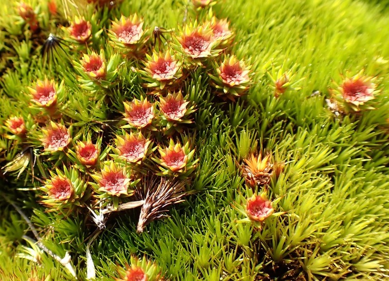 Juniper Polytrichum Moss photo 4