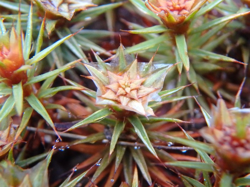 Juniper Polytrichum Moss photo 5