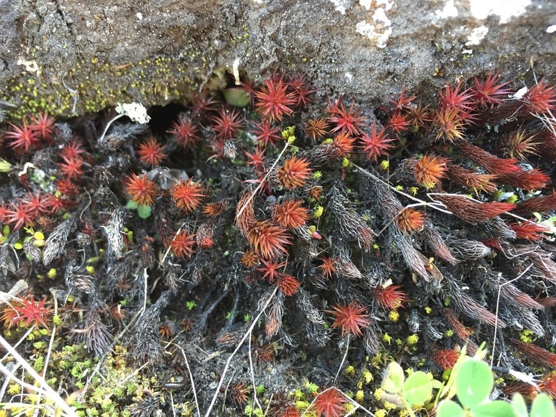 Juniper Polytrichum Moss photo 6