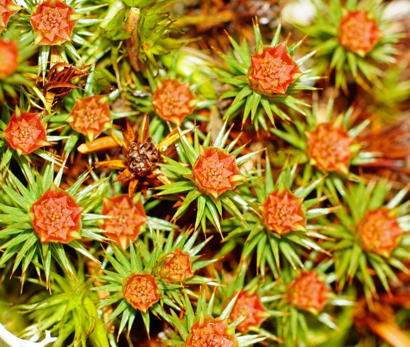 Juniper Polytrichum Moss photo 7