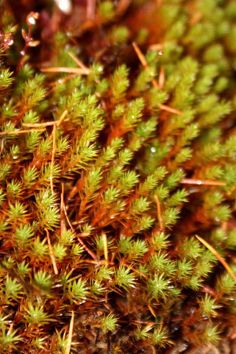 Polytrichum Moss