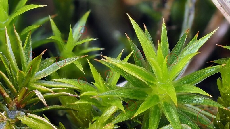 Polytrichum Moss