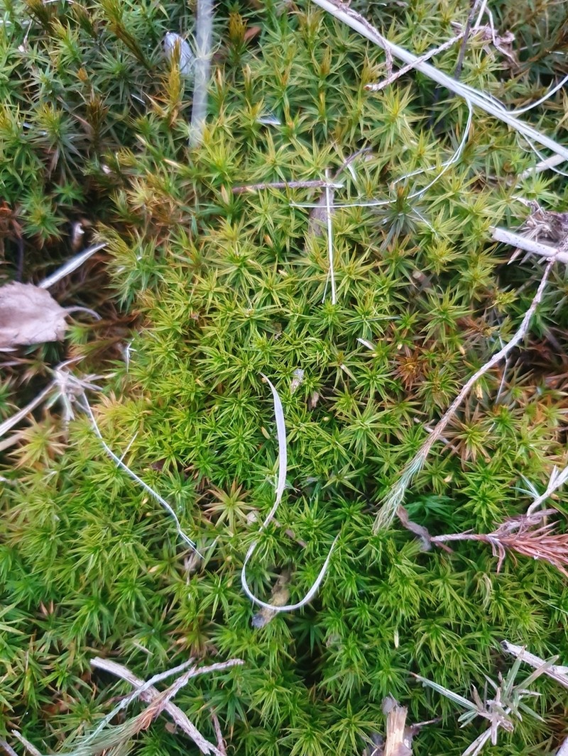 Polytrichum Moss photo 2