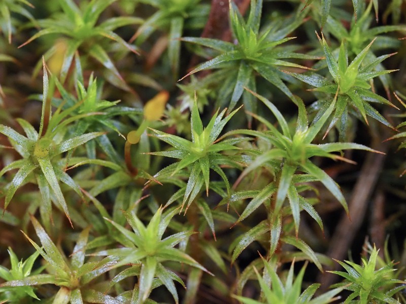 Polytrichum Moss photo 3