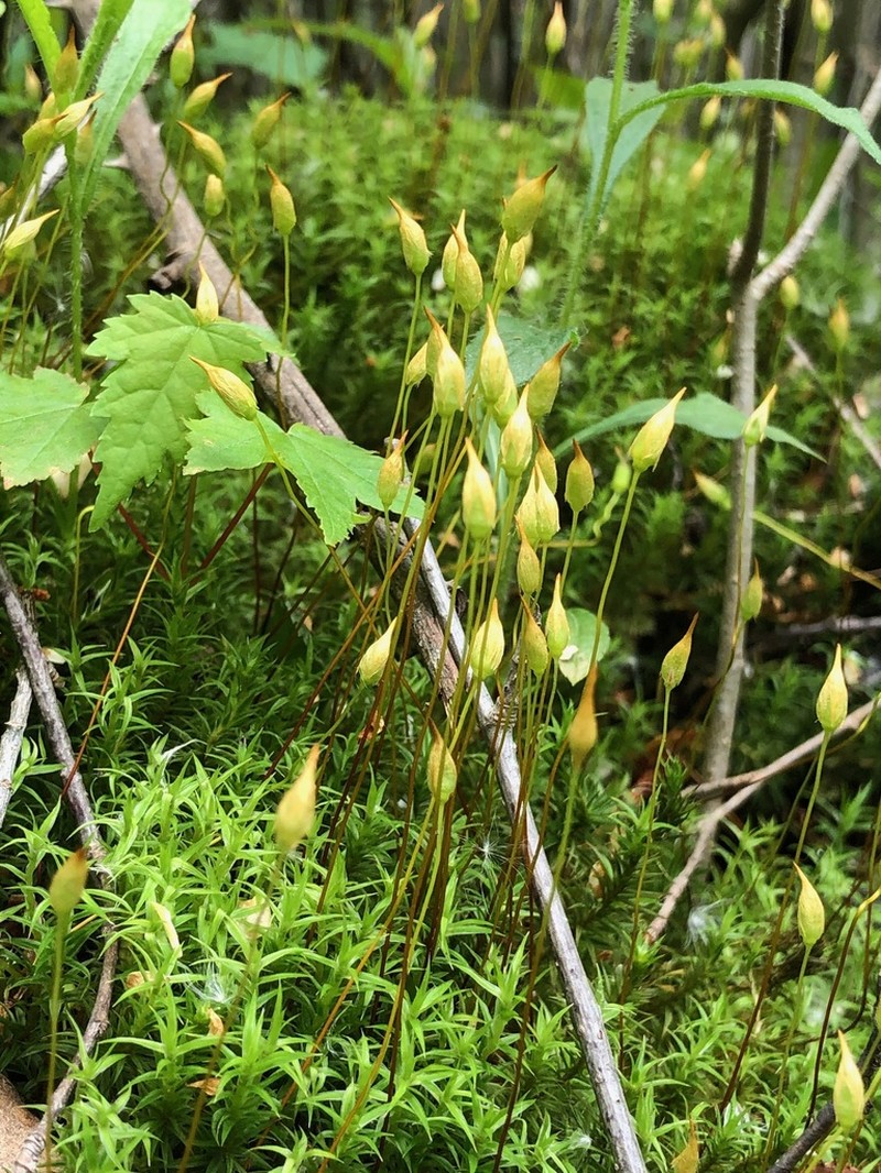 Polytrichum Moss photo 4