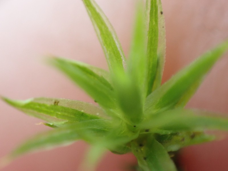 Polytrichum Moss photo 5
