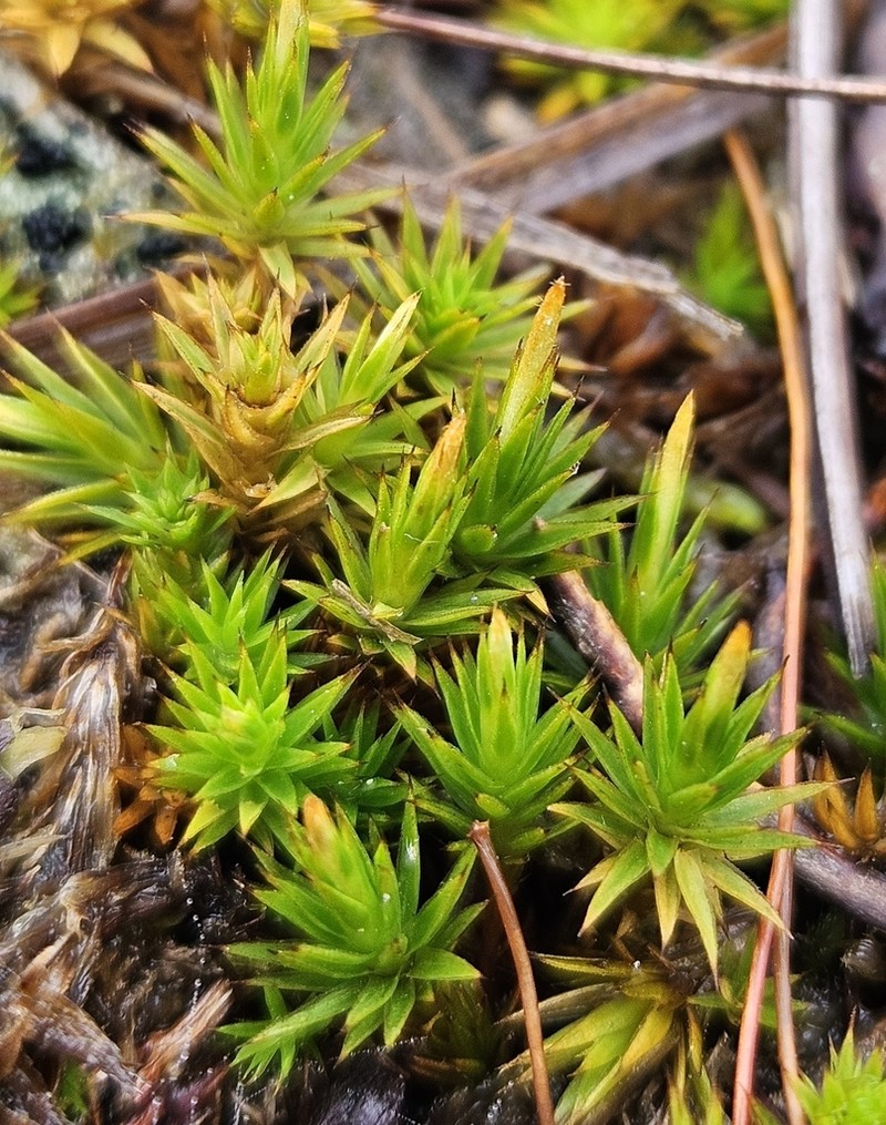 Polytrichum Moss photo 6
