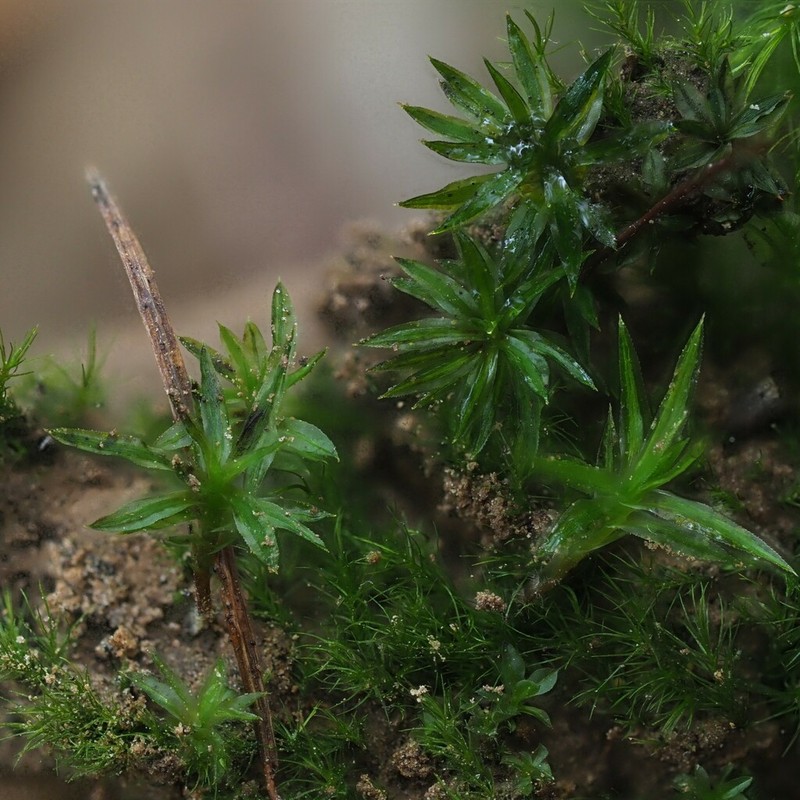 Polytrichum Moss photo 7