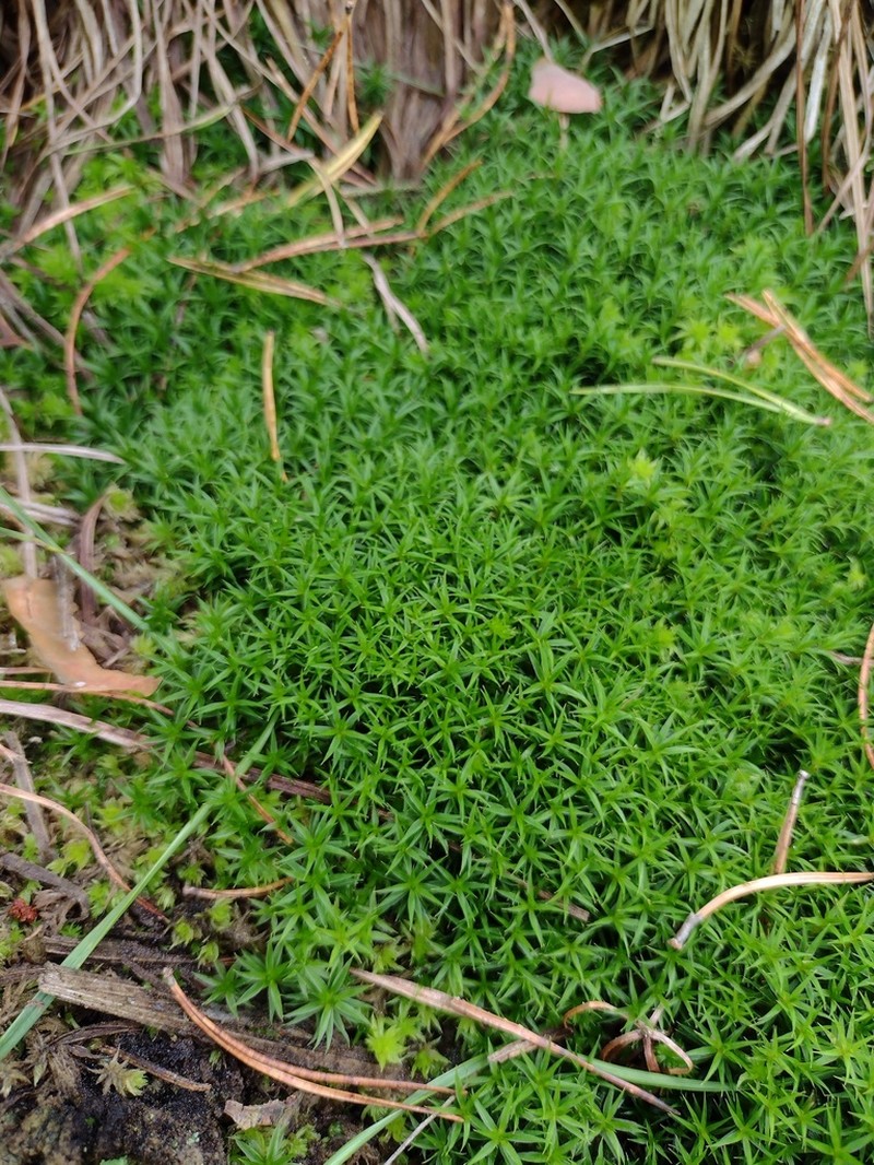 Polytrichum Moss photo 8