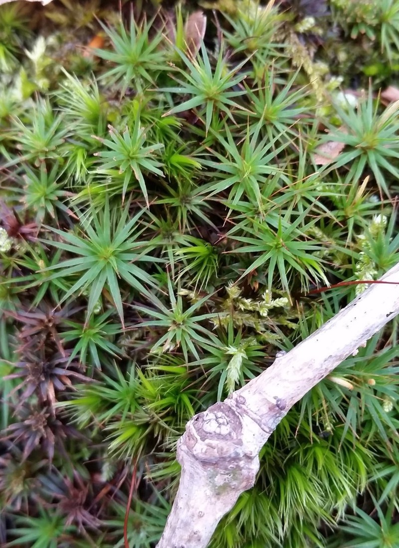 Ohio Polytrichum Moss