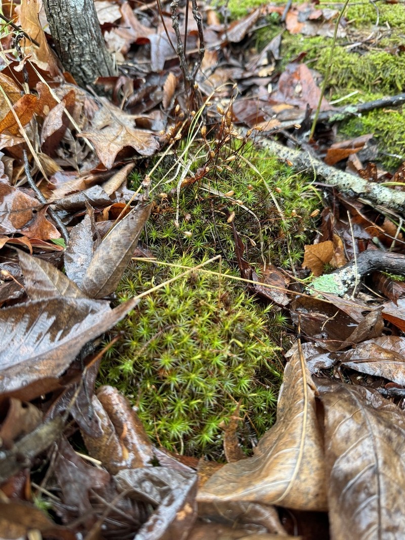 Ohio Polytrichum Moss photo 2