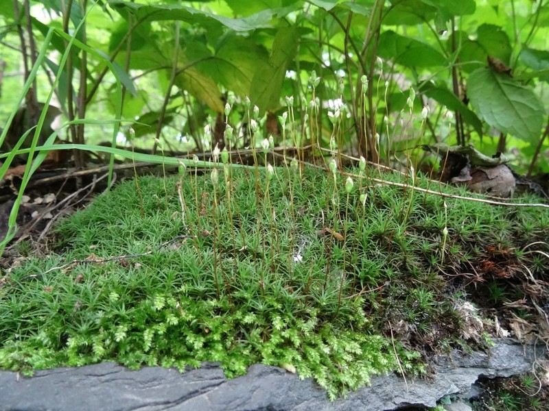 Ohio Polytrichum Moss photo 3