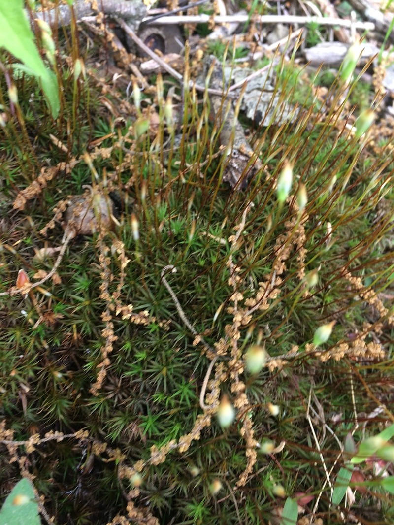 Ohio Polytrichum Moss photo 4