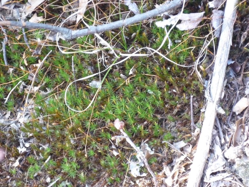 Ohio Polytrichum Moss photo 5