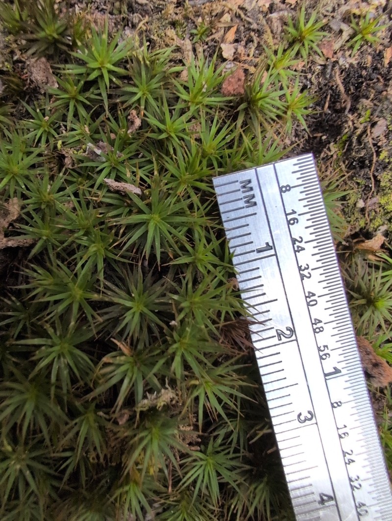 Ohio Polytrichum Moss photo 6