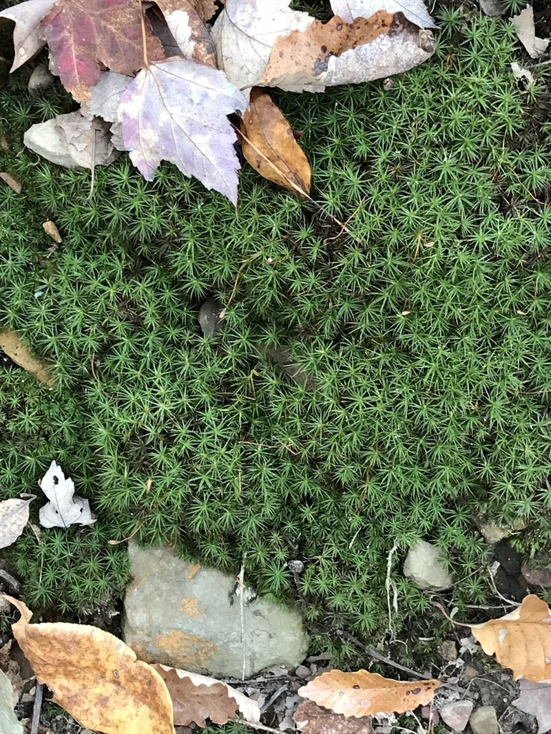 Ohio Polytrichum Moss photo 7