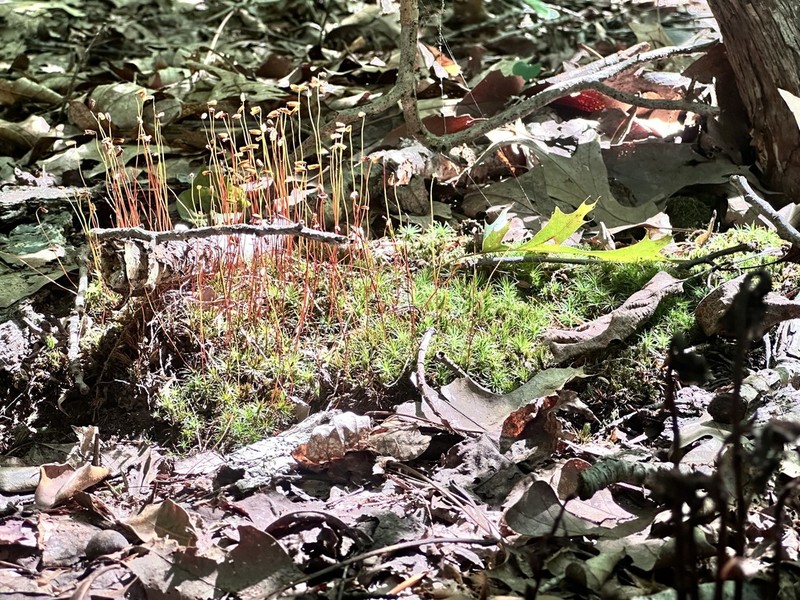 Ohio Polytrichum Moss photo 8