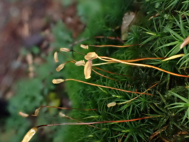 Polytrichum Moss