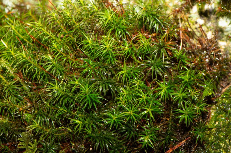 Polytrichum Moss photo 2