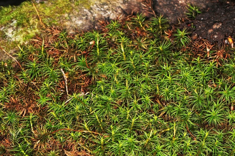 Polytrichum Moss photo 3
