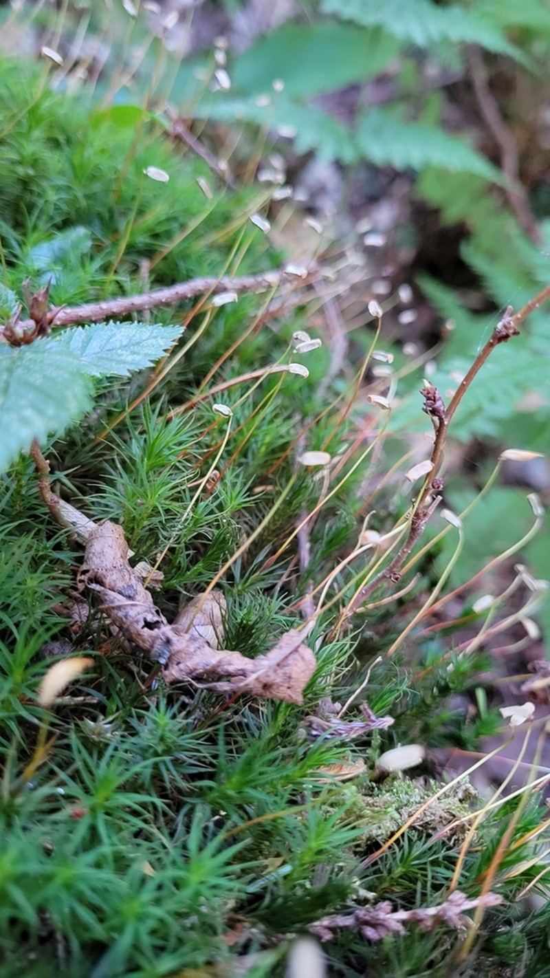 Polytrichum Moss photo 4