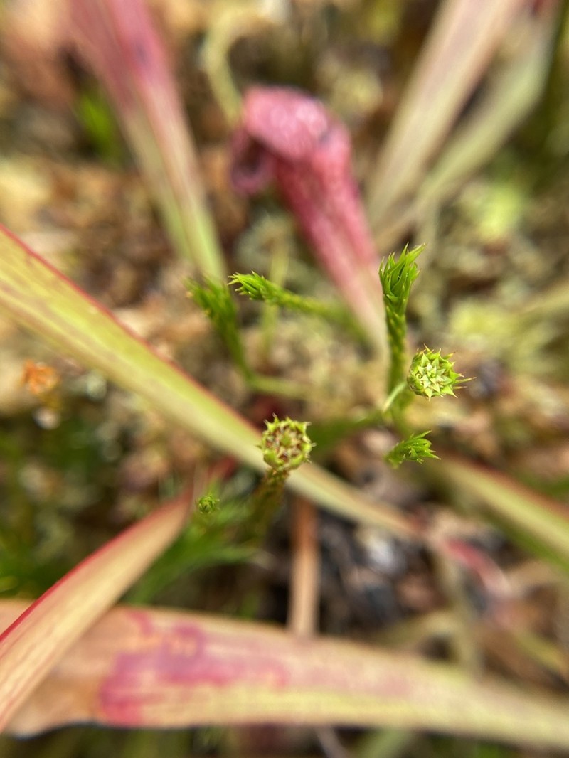 Polytrichum Moss photo 5