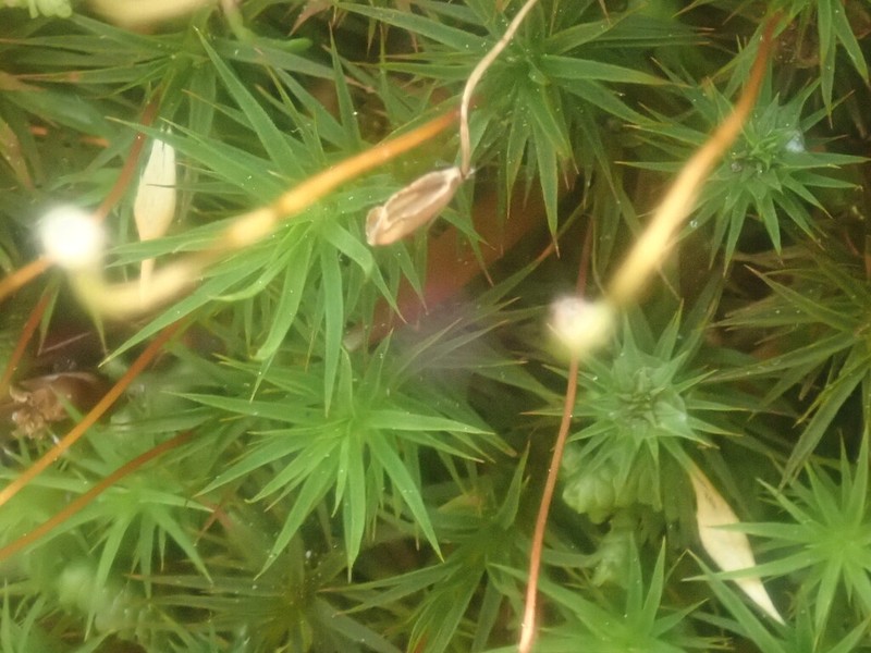Polytrichum Moss photo 6