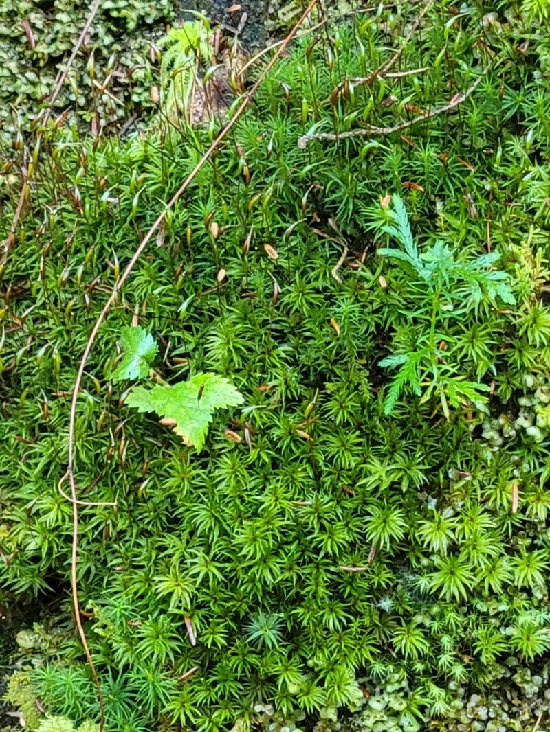 Polytrichum Moss photo 7