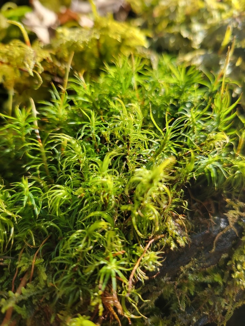 Polytrichum Moss photo 8