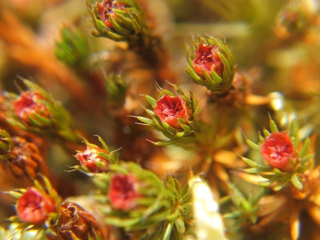 Polytrichum Moss photo 6