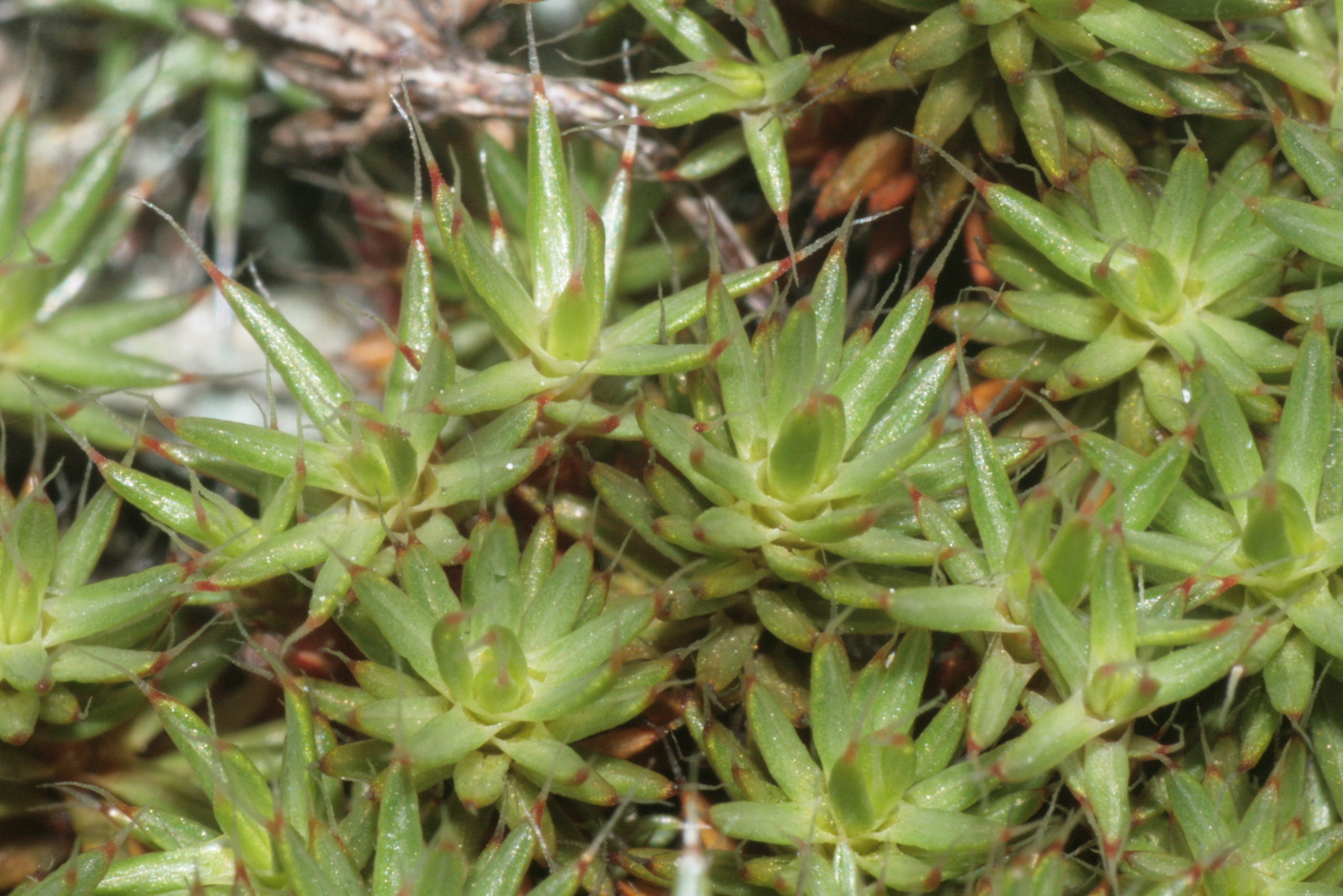 Polytrichum Moss