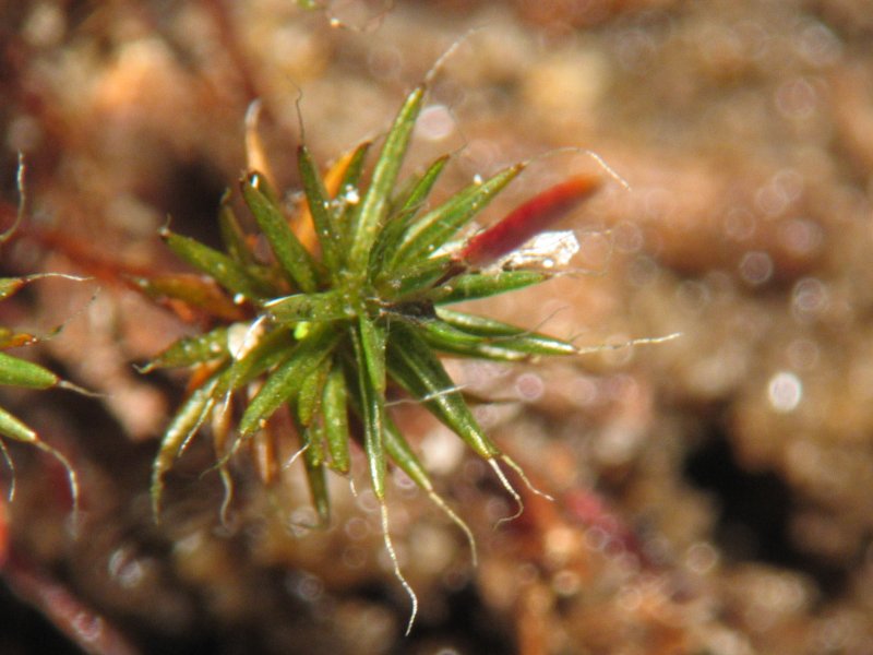 Polytrichum Moss photo 7