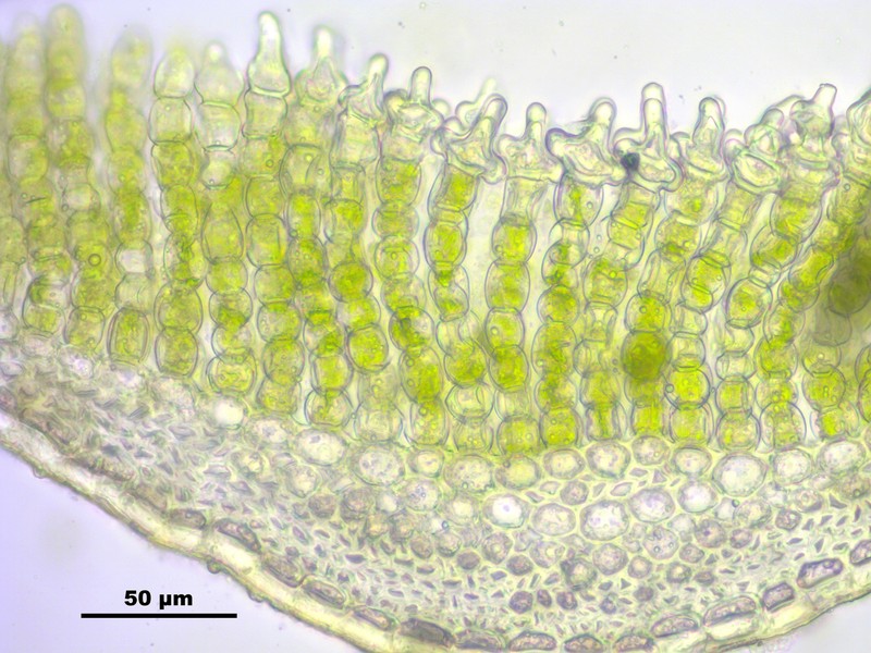 Polytrichum Moss photo 8
