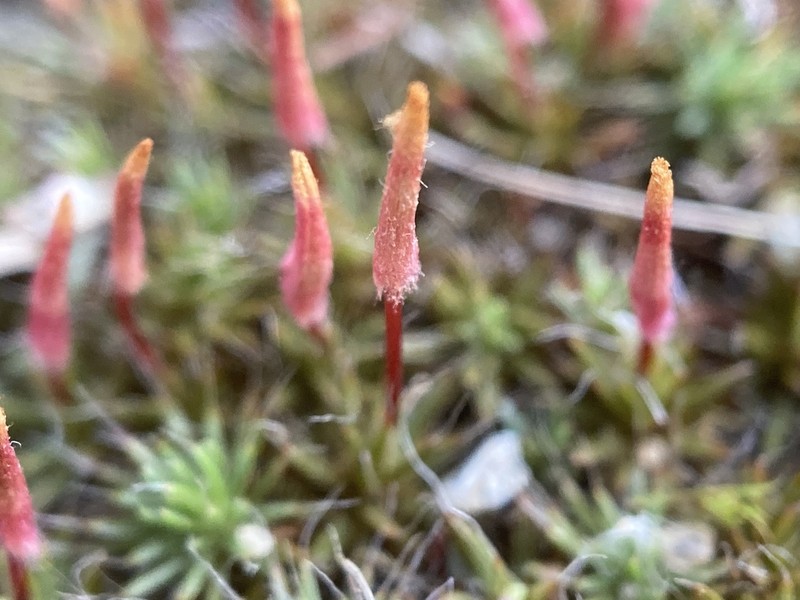 Polytrichum Moss photo 5