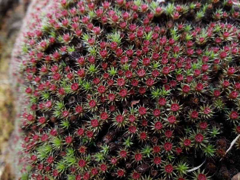 Polytrichum Moss photo 7