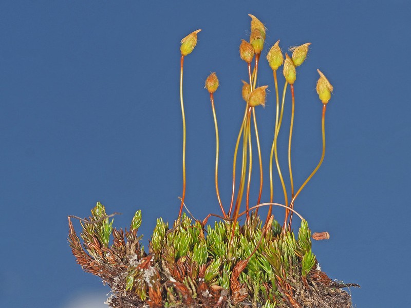 Polytrichum Moss
