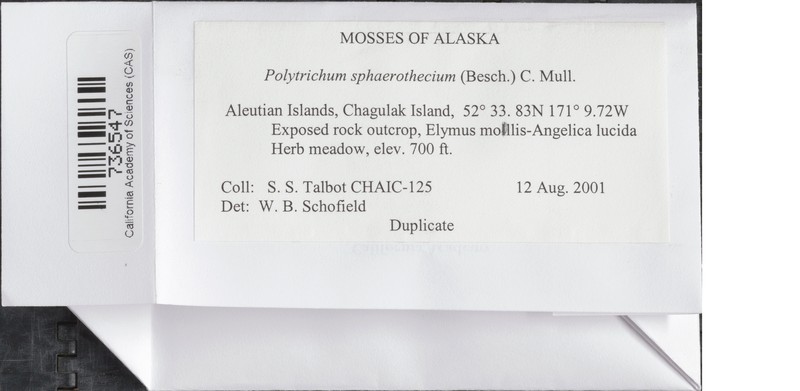 Polytrichum Moss
